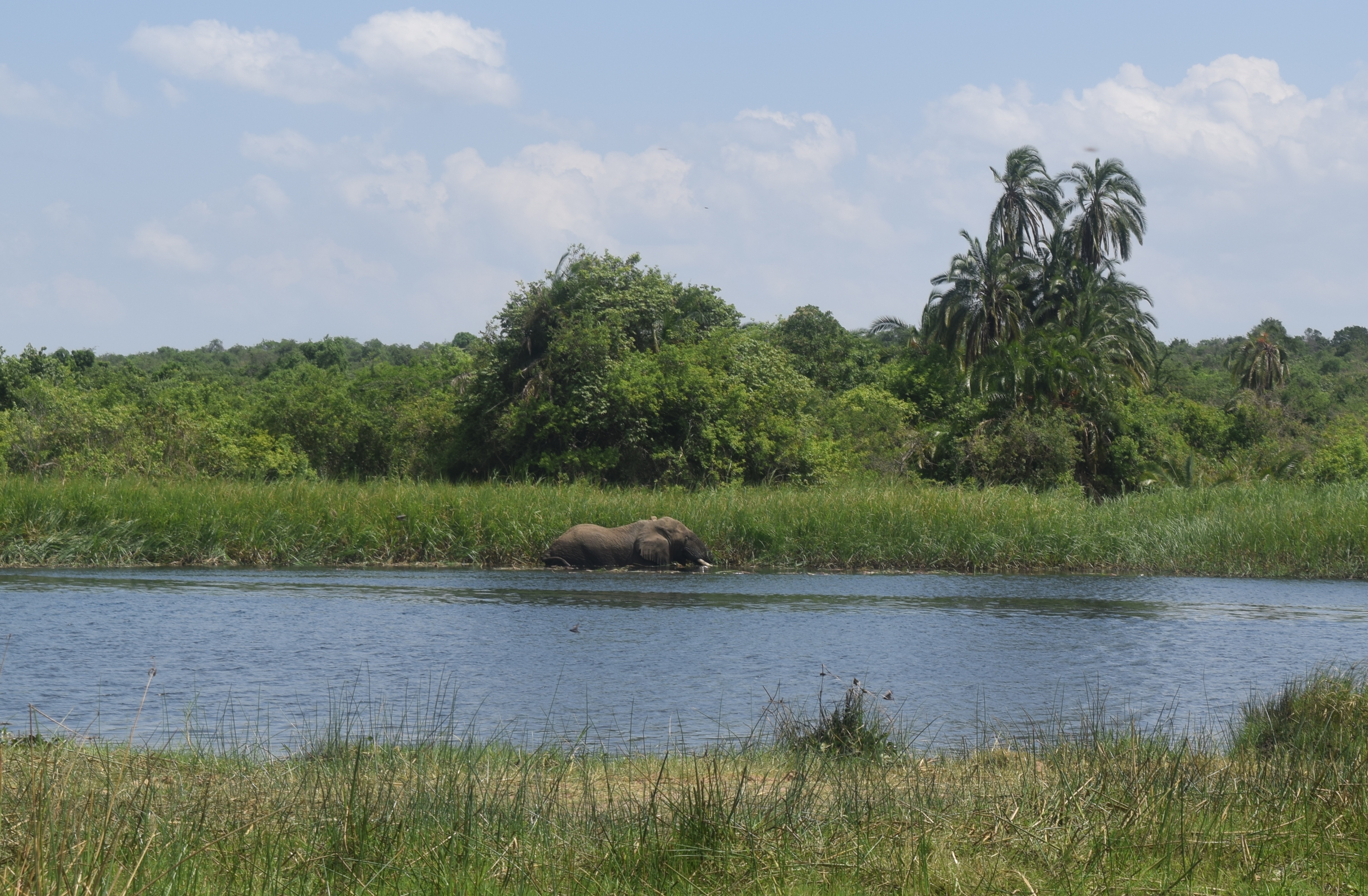 elephant-stuck-in-a-lake