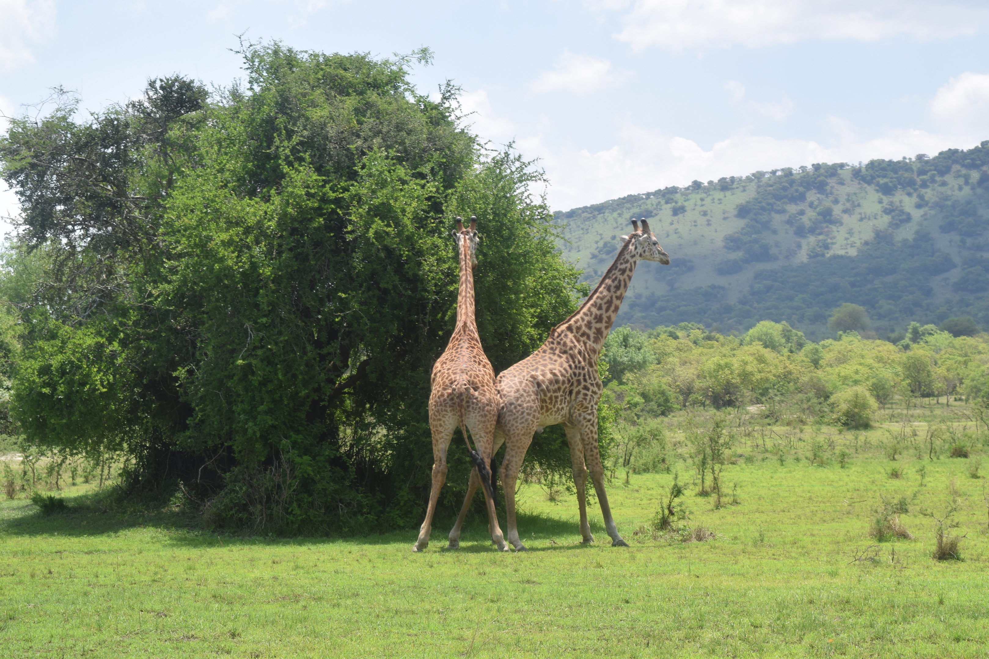 giraffes-playing