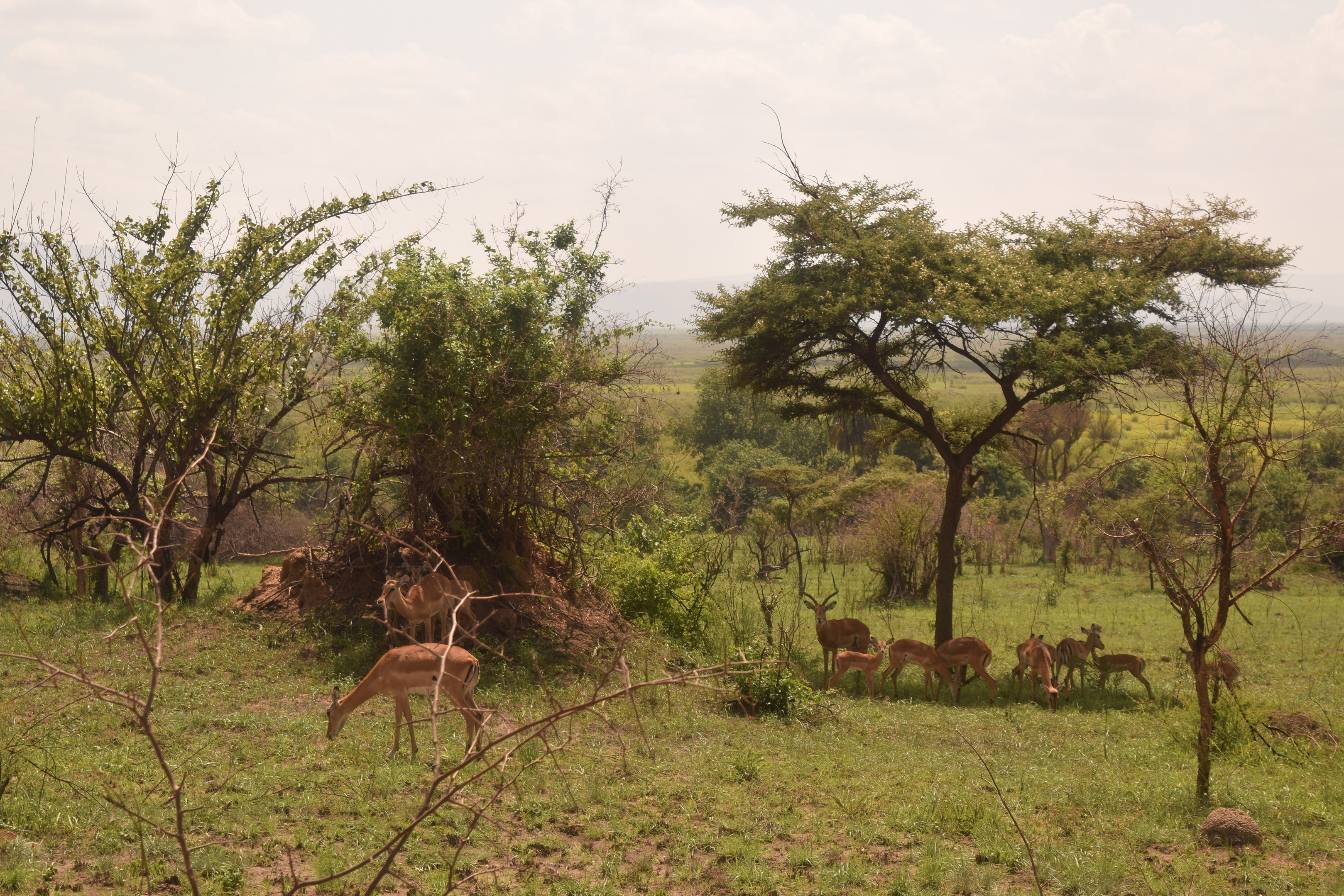 impalas