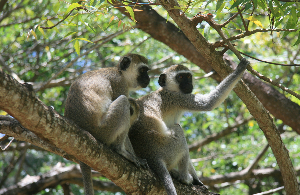 vervet_monkey_couple_cr