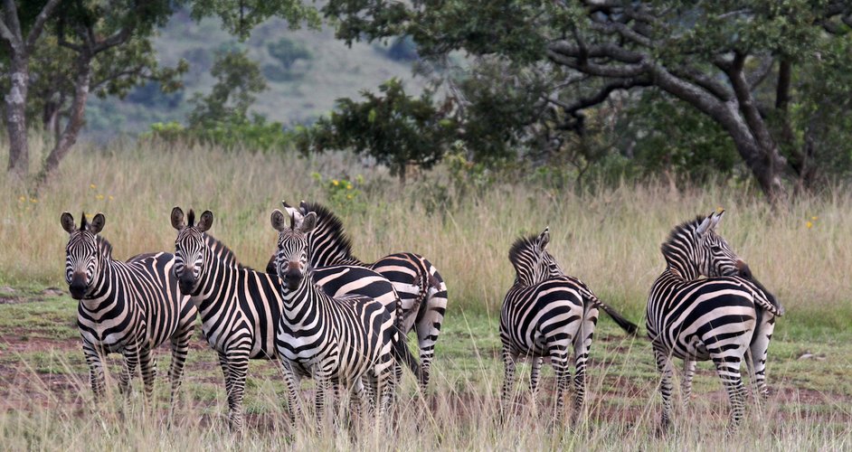 zebra-herd-akagera