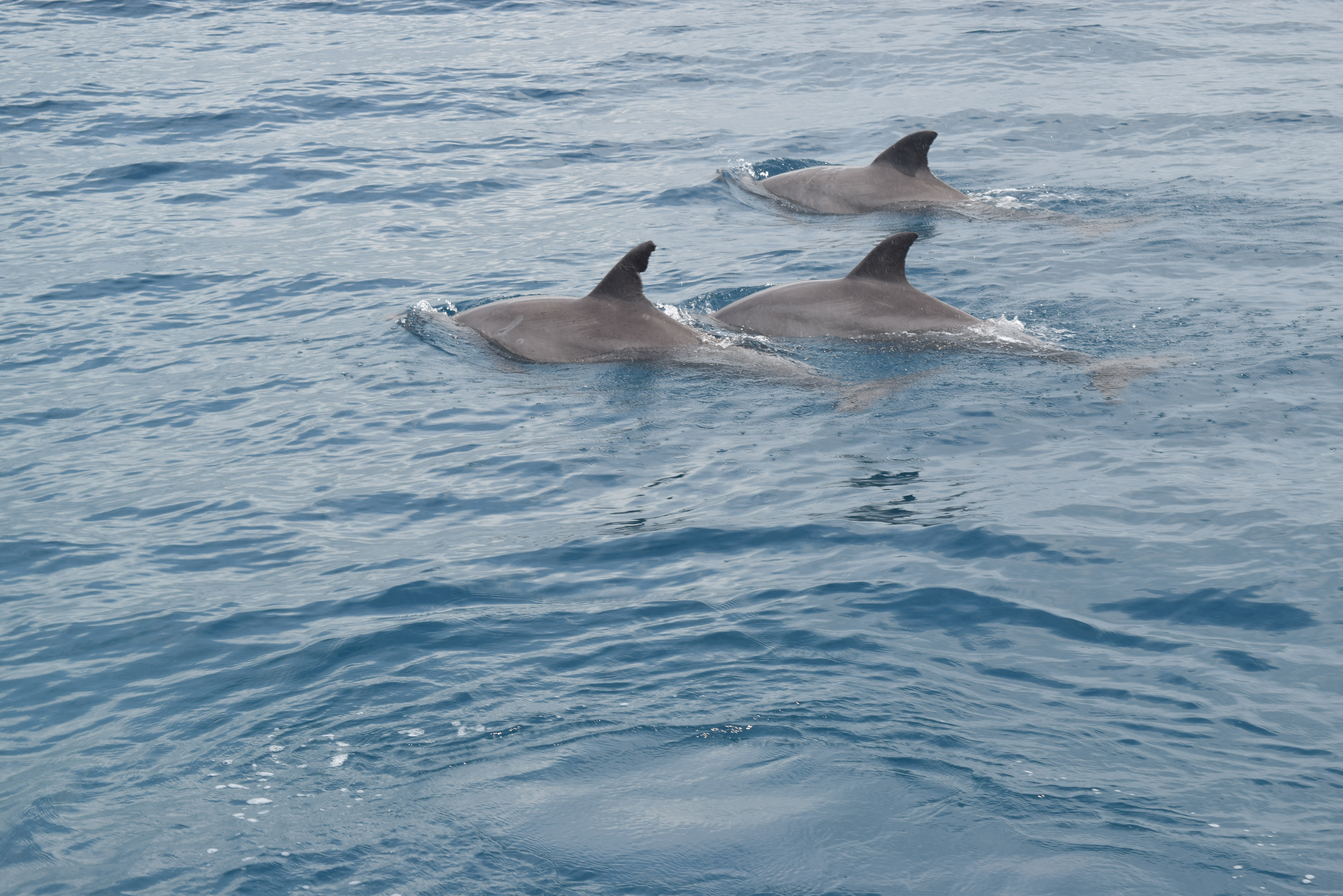 dolphins