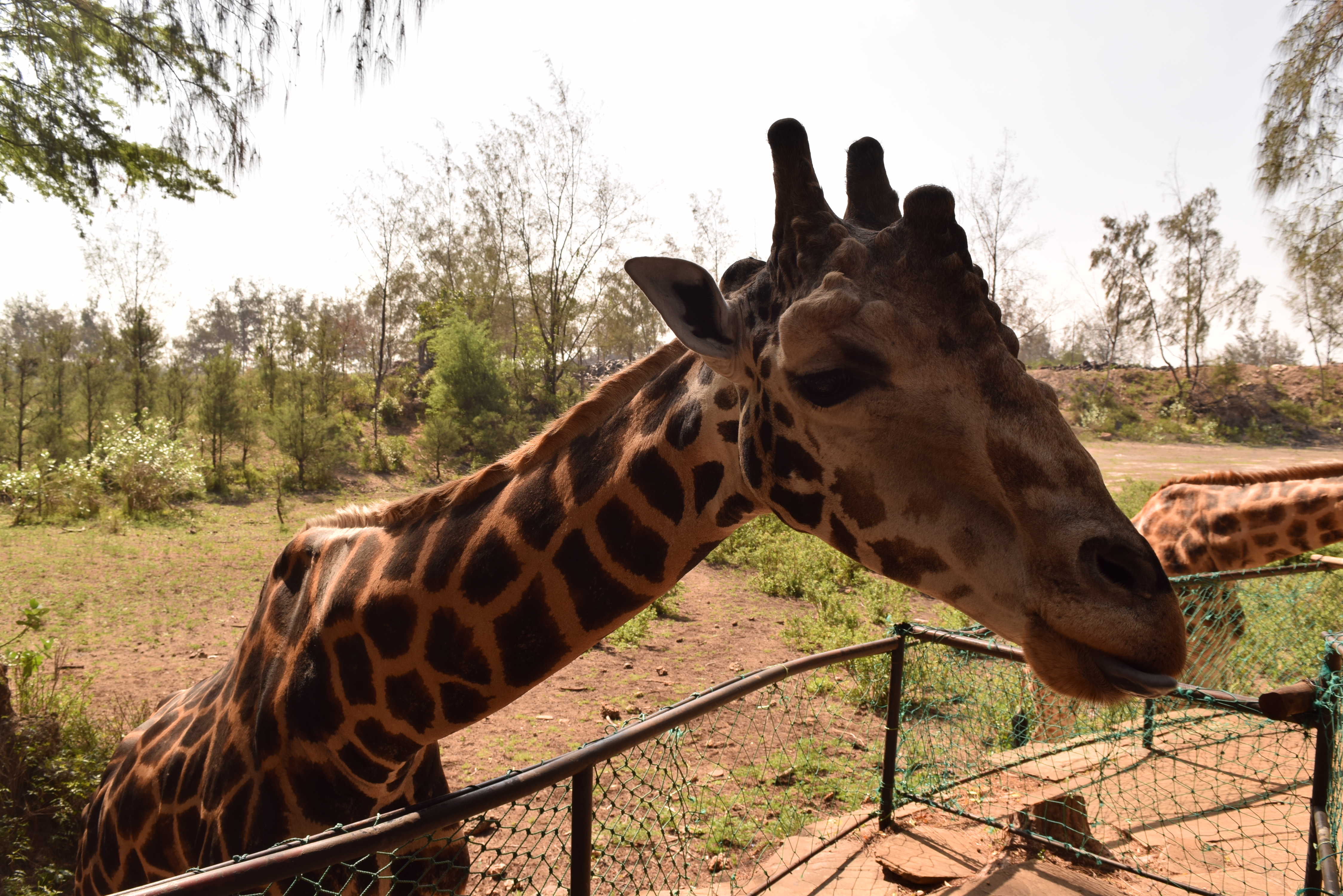 feeding-the-giraffes