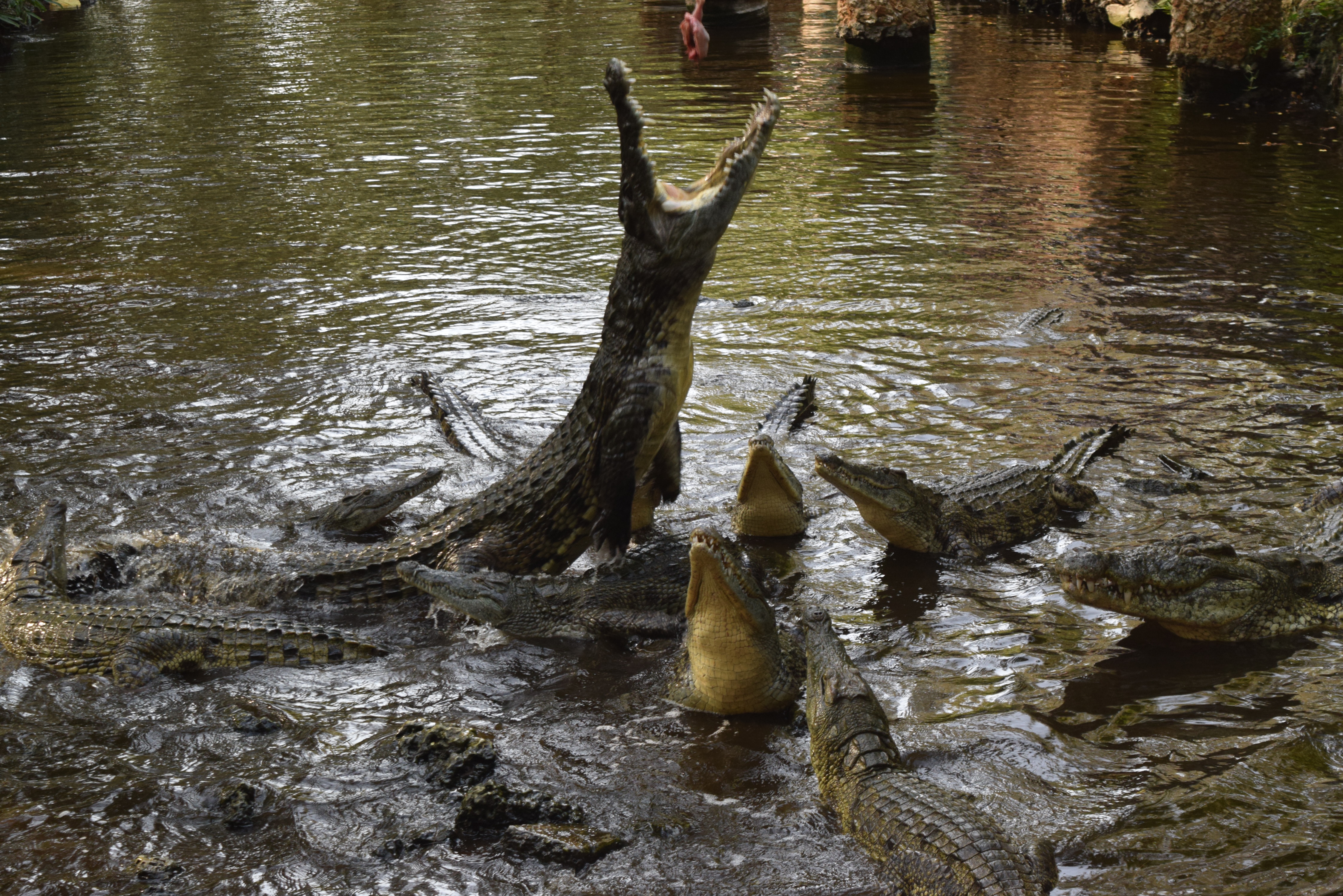 haller-park_crocodiles