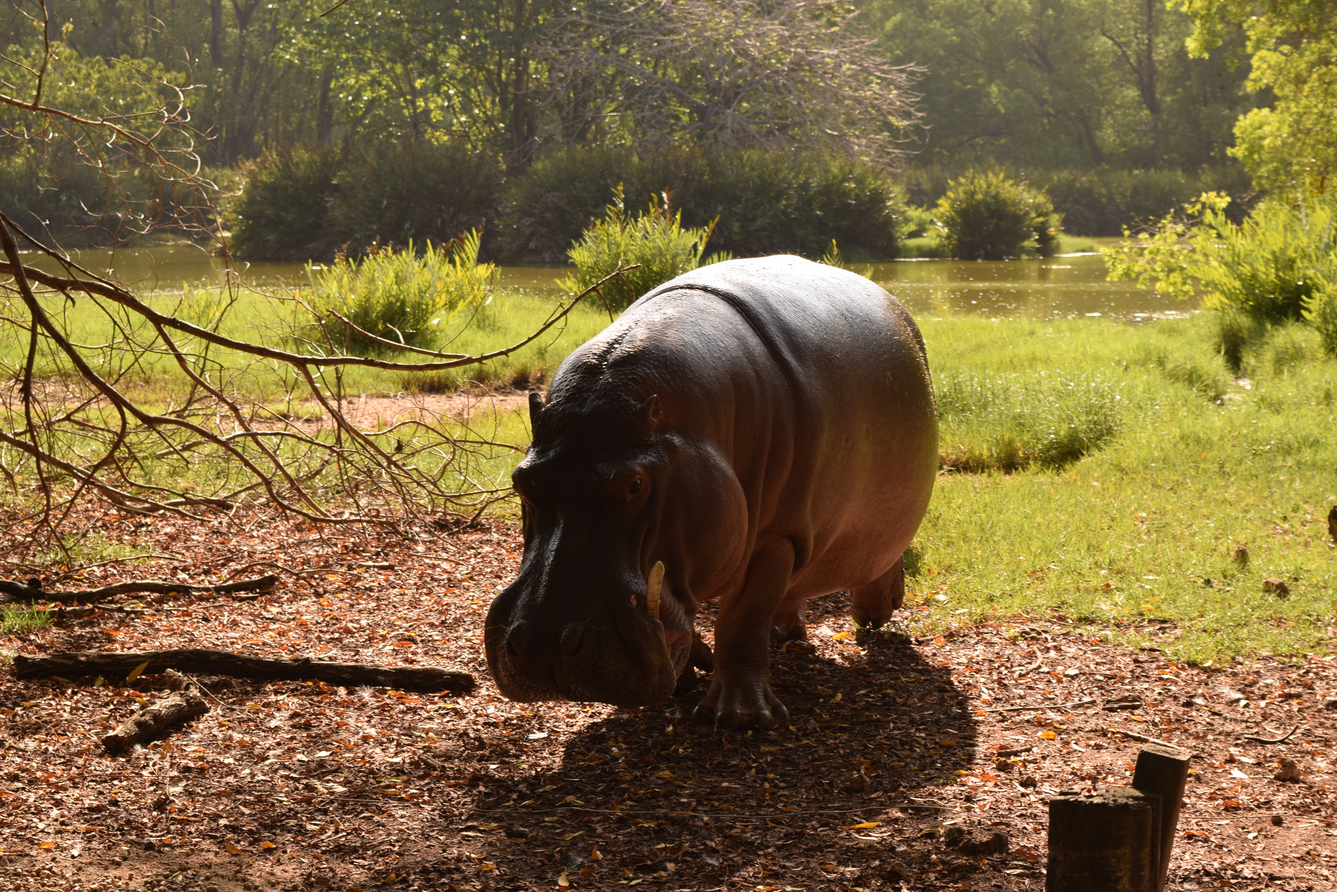 haller-park_hippo