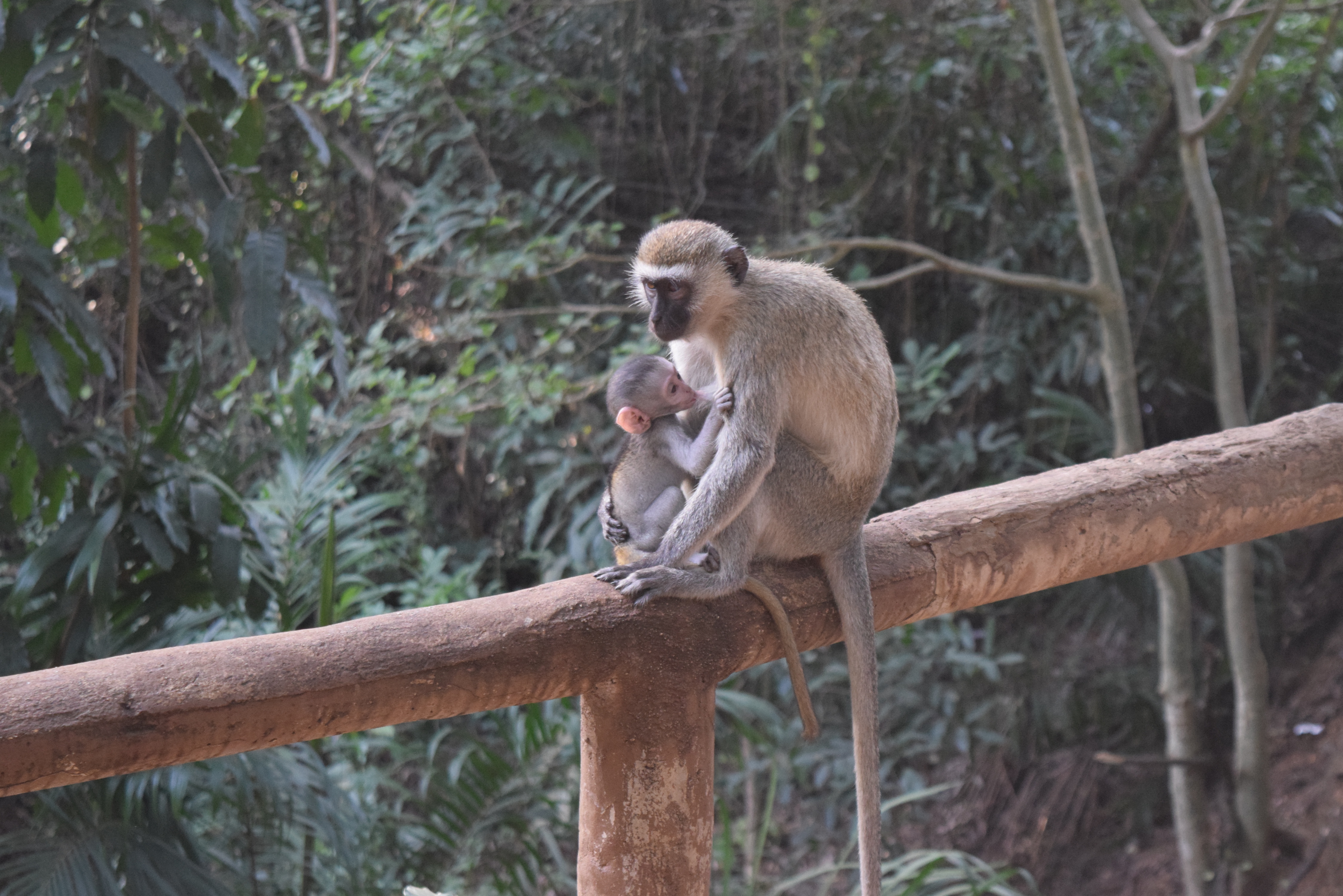 haller-park_monkeys