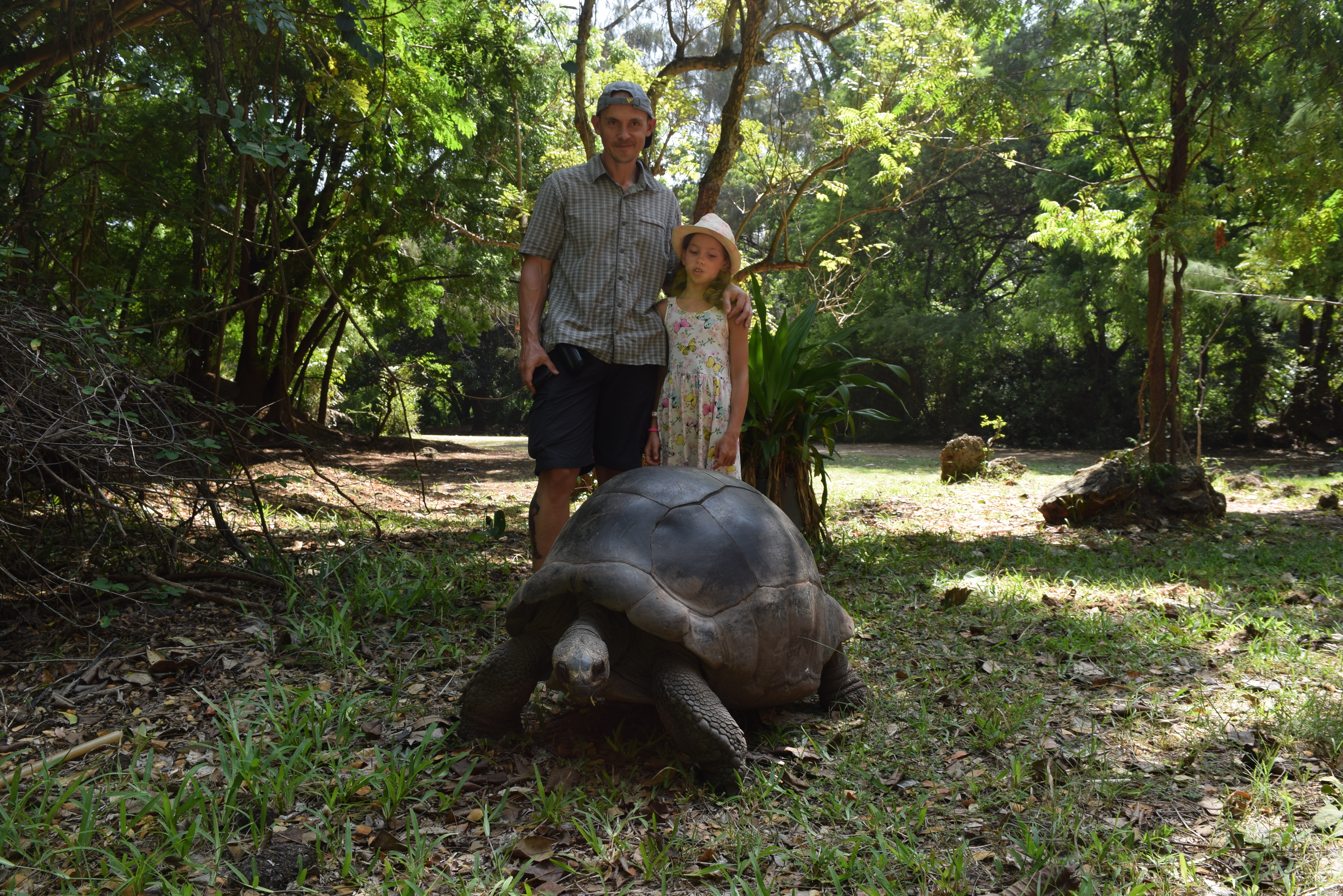 haller-park_tortois_2