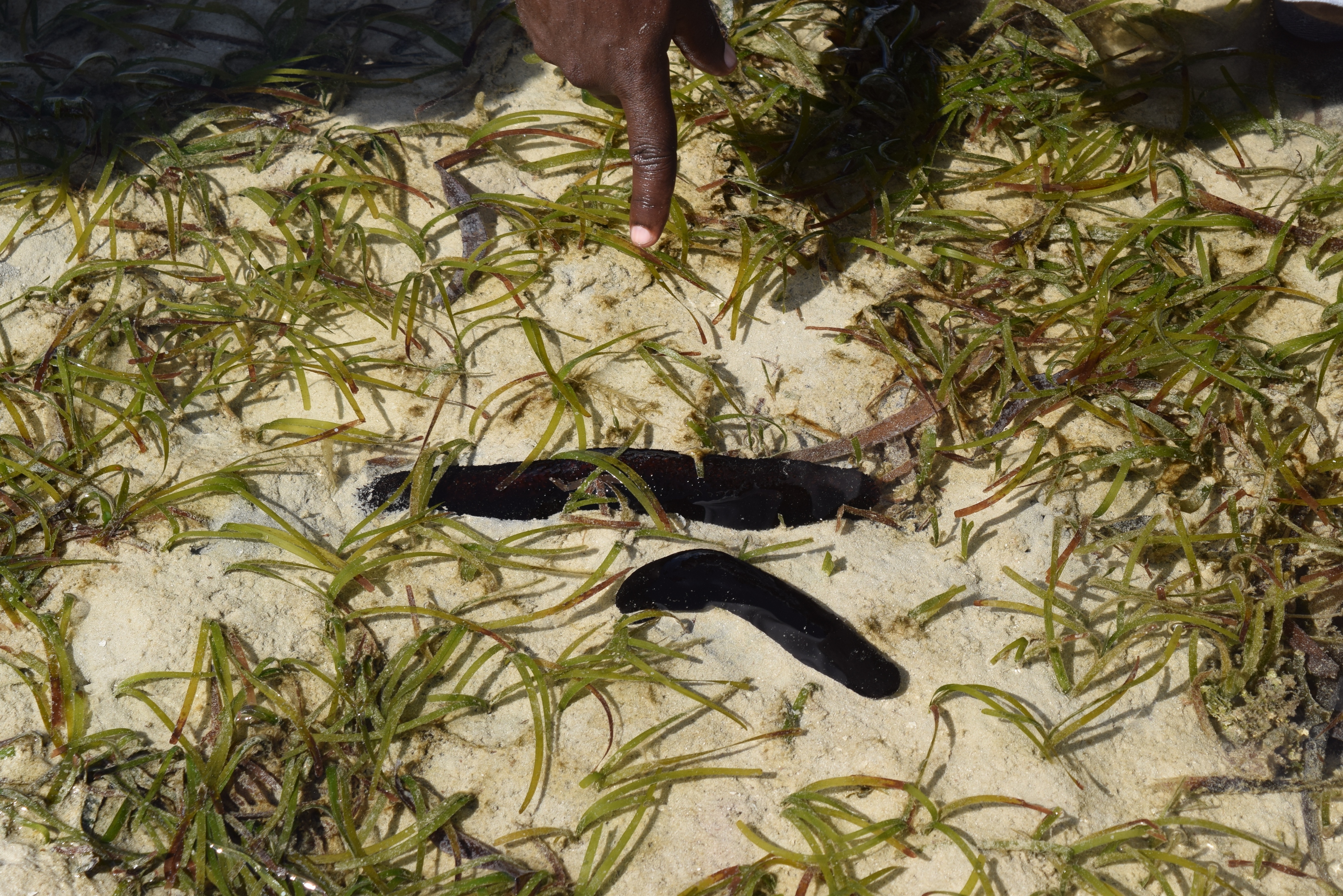 sea-cucumber