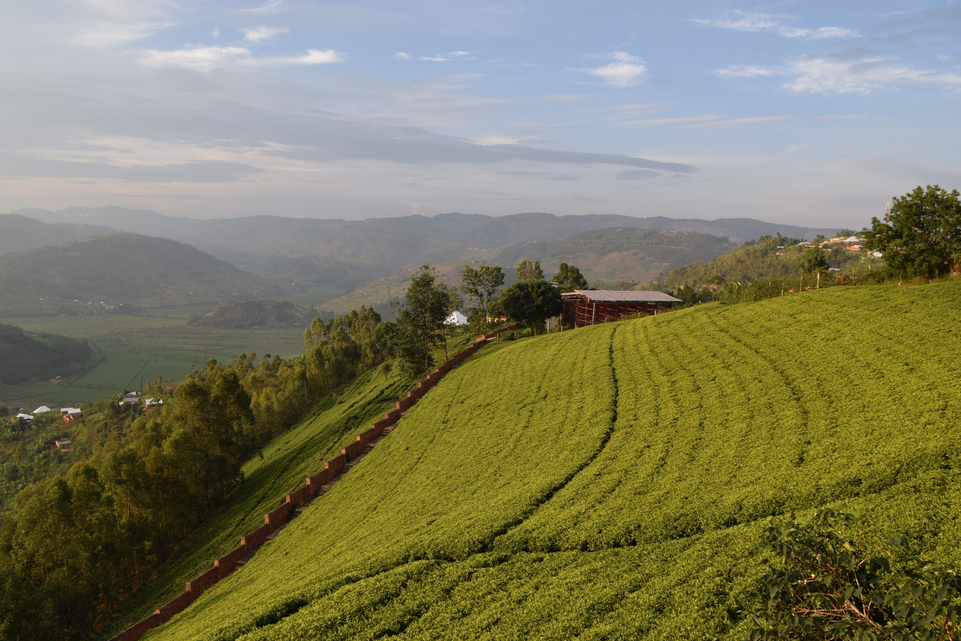 Sorwathe green hills_view from the house