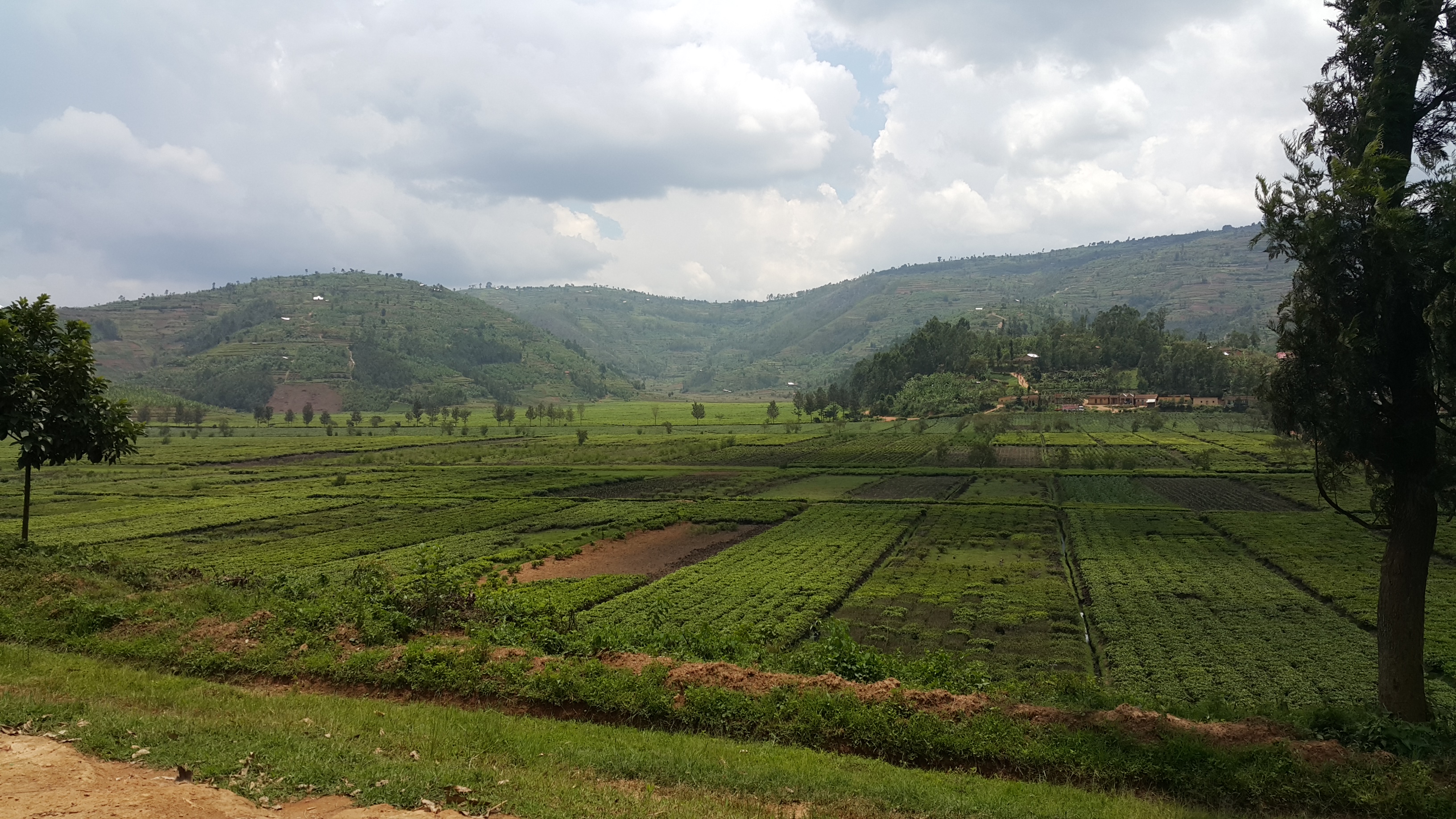 Tea valleys in Sorwathe area