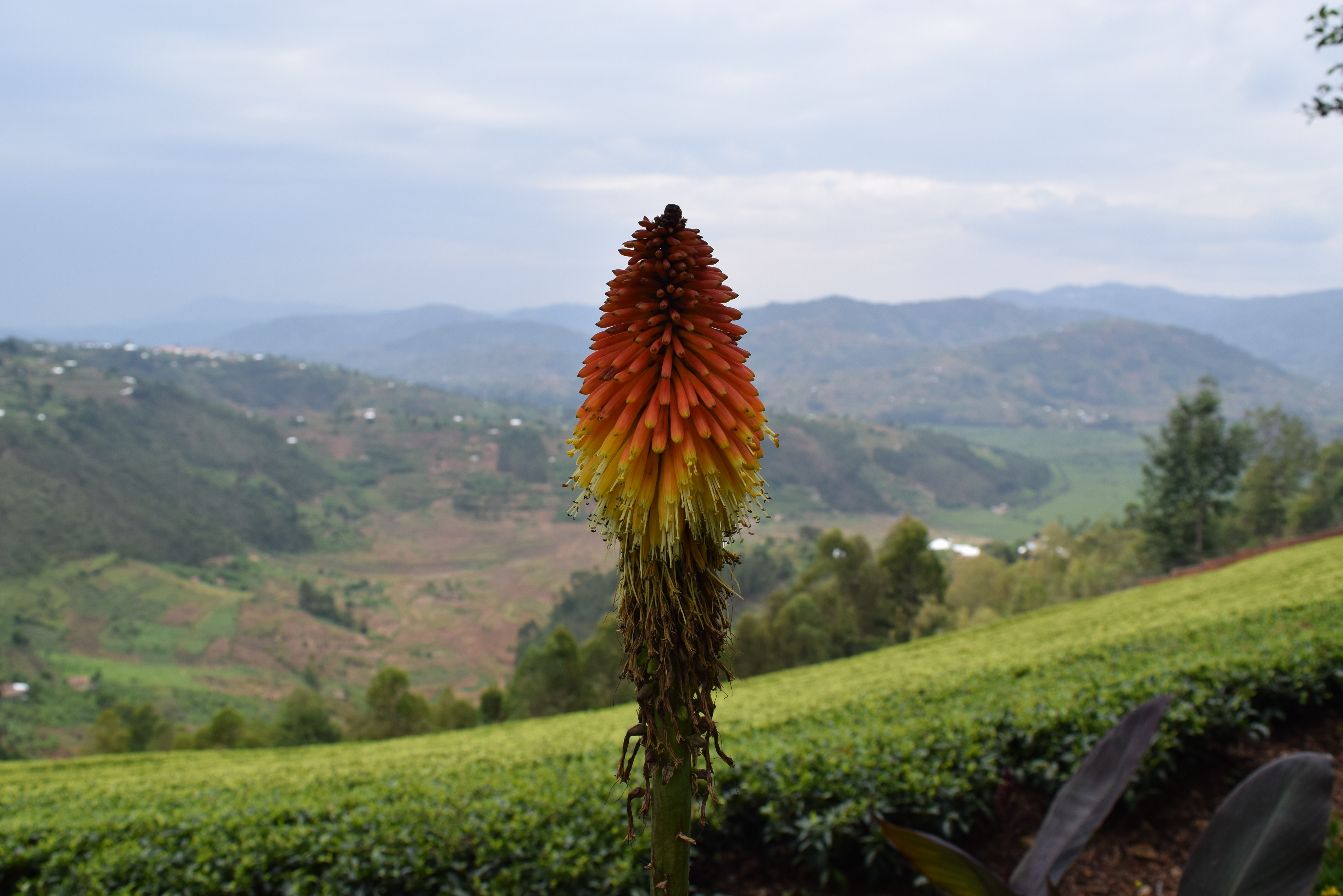 The yellow flower